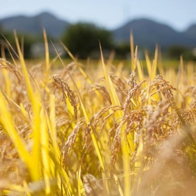 【令和7年産】品種指定『ミルキープリンセス』高山村のブランド米「月あかね」精米 5kg×1袋