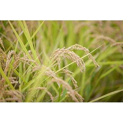 とんぼのこい餅(15個入り)