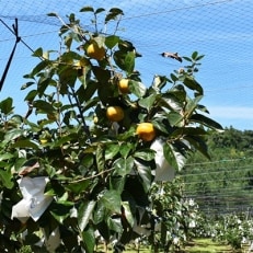 熊本県宇城市産 太秋柿(約2kg)