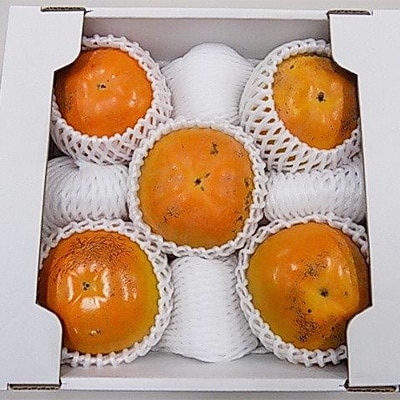 熊本県宇城市産　太秋柿(約2kg)