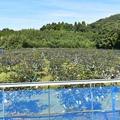 熊本県宇城市産　太秋柿(約2kg)