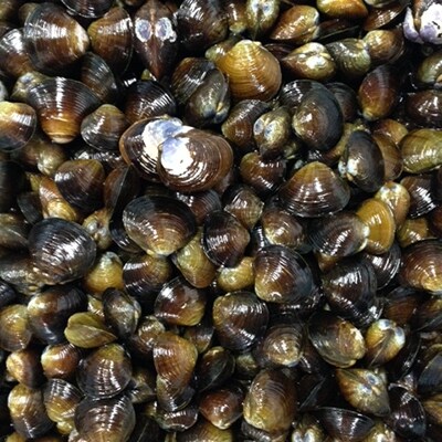 汽水湖の冷凍シジミ【久々子湖産】 600g
