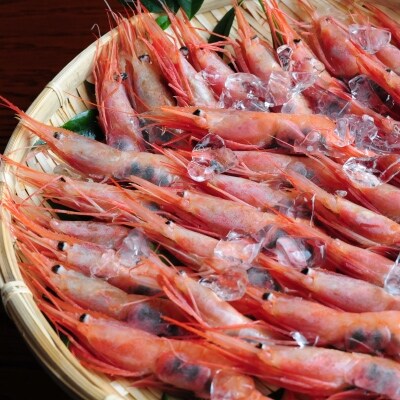 よねはるお薦めの越前甘エビ 大サイズ 卵あり 500g以上 お礼品詳細 ふるさと納税なら さとふる よねはるお薦めの越前甘エビ 大サイズ 卵あり 500g以上 お礼品詳細 ふるさと納税なら さとふる