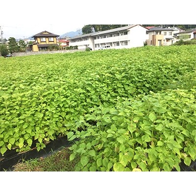 飛騨生搾りえごま油 100g2本セット
