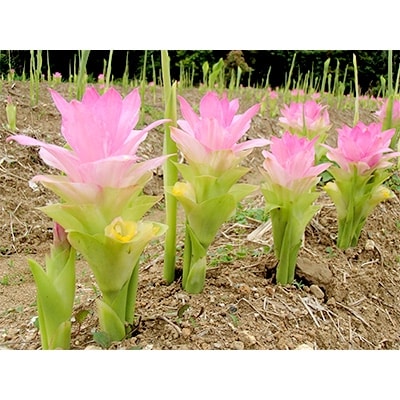 屋久島産100% 春ウコンタブレット300粒 島黄金(しまこがね)