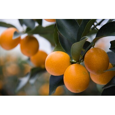 完熟きんかん　たまたまエクセレント3kg【JA宮崎中央管内産】(2021年発送)