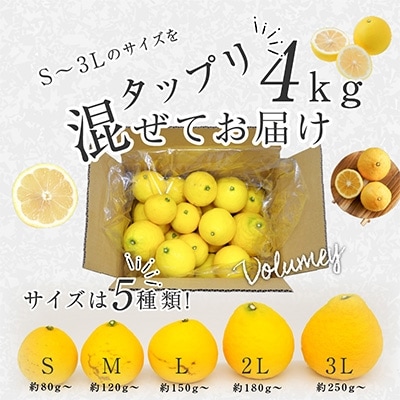 ハウス種なし日向夏【訳あり】家庭用　サイズ混合　4kg