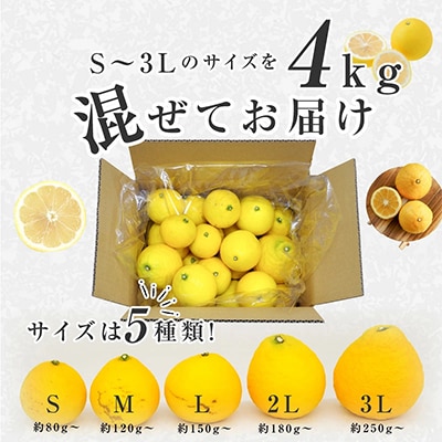 ハウス種なし日向夏【訳あり】家庭用　サイズ混合　4kg