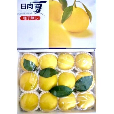 日向夏(ハウス種無し) 約2.5kg(10玉~13玉) 化粧箱