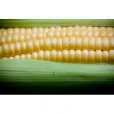朝どれ ゴールドラッシュ　約8kg(20本～22本) | ふるさと納税のお礼品