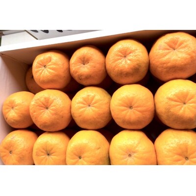 ポンカン 約5kg 30玉 36玉 化粧箱 お礼品詳細 ふるさと納税なら さとふる