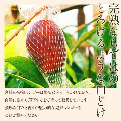 宮崎産 あま~い完熟大玉マンゴー!3Lサイズ 1玉 ギフトにも!