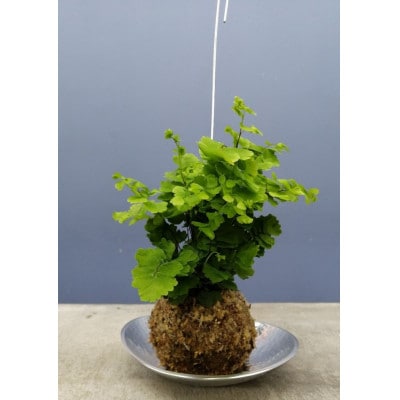 観葉植物苔玉2個セット