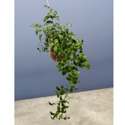 観葉植物苔玉2個セット