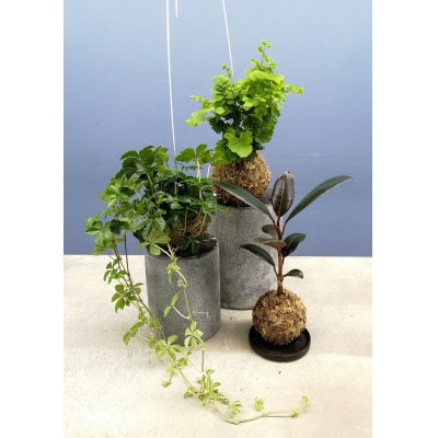 観葉植物苔玉2個セット