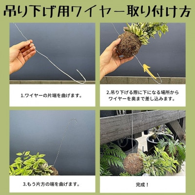 観葉植物苔玉2個セット