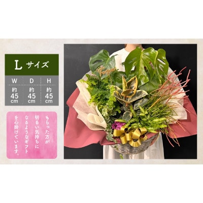 【先行受付・母の日ギフト】なが～く楽しめる!「観葉植物インテリア」 カゴ盛り Lサイズ