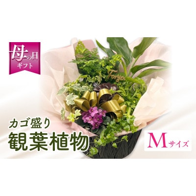 【先行受付・母の日ギフト】なが～く楽しめる!「観葉植物インテリア」 カゴ盛り Mサイズ