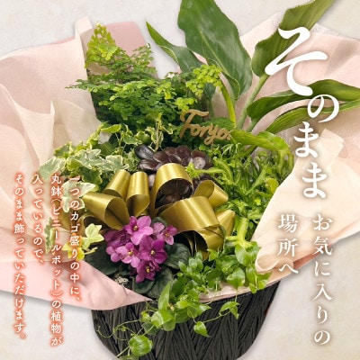 【先行受付・母の日ギフト】なが～く楽しめる!「観葉植物インテリア」 カゴ盛り Mサイズ