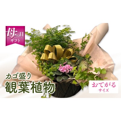 【先行受付・母の日ギフト】なが～く楽しめる!「観葉植物インテリア」 カゴ盛り おてがるサイズ