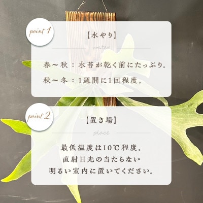 【まるでシカの角!?】おしゃれな植物インテリア!大人気のコウモリラン(ネザーランド)板付け
