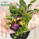 【おすすめギフト】なが～く楽しめる!「観葉植物インテリア」 カゴ盛り おてがるサイズ