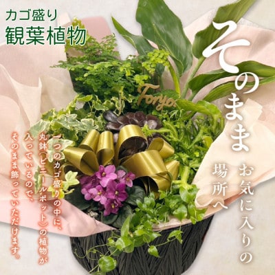 【おすすめギフト】なが～く楽しめる!「観葉植物インテリア」 カゴ盛り おてがるサイズ