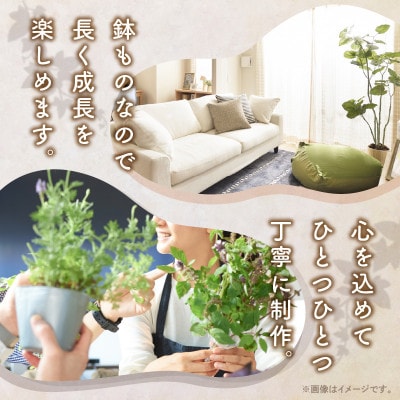 【おすすめギフト】なが～く楽しめる!「観葉植物インテリア」 カゴ盛り おてがるサイズ