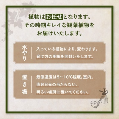 【おすすめギフト】なが～く楽しめる!「観葉植物インテリア」 カゴ盛り おてがるサイズ