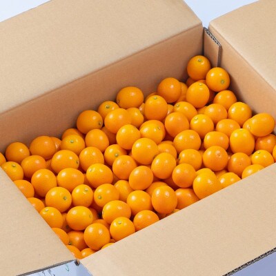 宮崎を代表するブランド完熟金柑・たまたま　約3kg