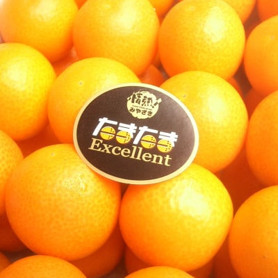 宮崎を代表するブランド完熟金柑・たまたまEX　約1kg