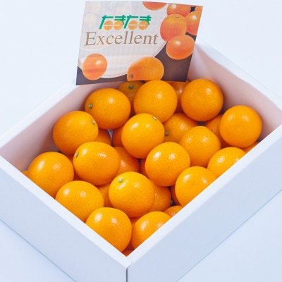 宮崎を代表するブランド完熟金柑・たまたまEX　約1kg