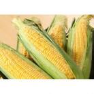 宮崎市産スイートコーン(ゴールドラッシュ)8kg前後(宮崎市)