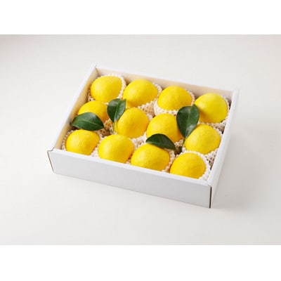 宮崎県産日向夏2.5kg　化粧箱入り(宮崎市)