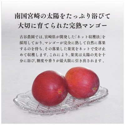 古谷農園の宮崎完熟マンゴーA級品 1kgセット
