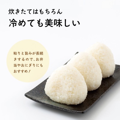 【令和8年産・新米】井野農園のほしじるし