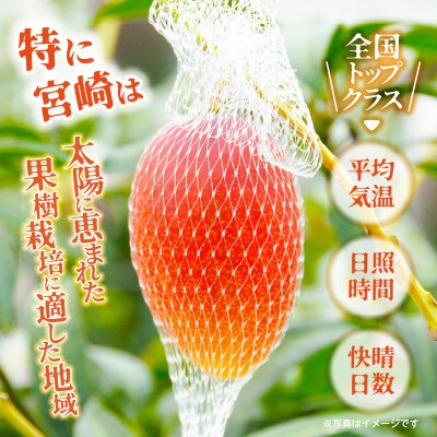 宮崎完熟マンゴー 2Lサイズ 2玉 約700～890g《宮崎グルメ市場》