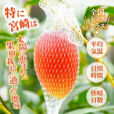 宮崎完熟マンゴー L～2Lサイズ 3～4玉 約1kg《宮崎グルメ市場》