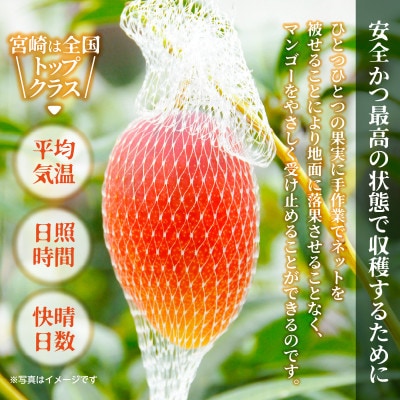太陽のタマゴ 宮崎ブランドマンゴー 2Lサイズ 2玉 約700g《宮崎グルメ市場》
