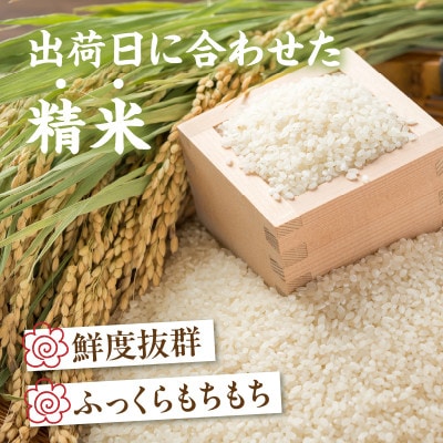 宮崎県産ブレンド米 真空パック 2kg×6袋(合計12kg)