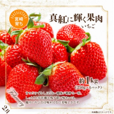 【発送月固定定期便】南国くだもの定期便【Y52】全6回