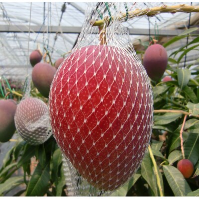 宮崎県産 鉢植え完熟マンゴー 熟赤の雫(あかのしずく)3Lサイズ(2玉入り 計約850g)(宮崎市)