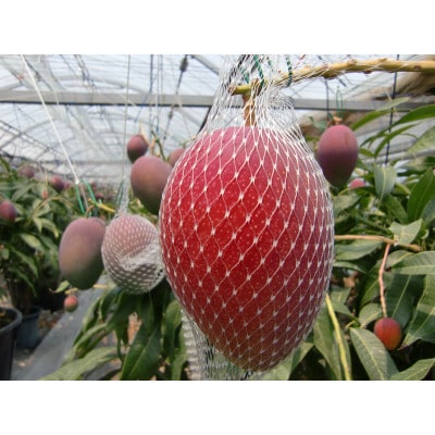 宮崎県産 鉢植え完熟マンゴー 熟赤の雫(あかのしずく)家庭用(訳あり)約1kg(2～4玉入) 宮崎市