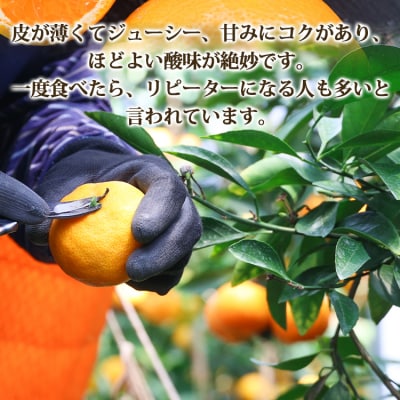 みかん 温室 人気 2.5kg ハウスみかん 山北みかん 高級 高知  ku-0065