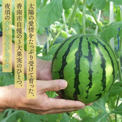 【発送開始】空中立体栽培で太陽の愛情をたっぷり受けた ルナ・ピエナスイカ(中玉) yu-0045