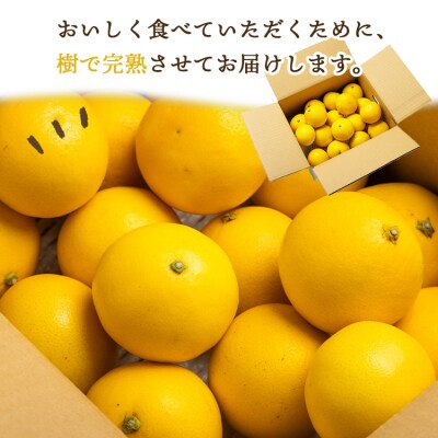 【2026年出荷分】ハウス小夏(日向夏)約5kg(ギフト用) 高知 kd-0032