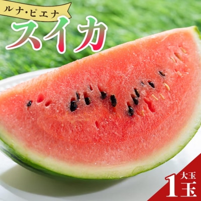 【2026年5月下旬より順次配送分】空中立体栽培 ルナ・ピエナスイカ(大玉) 1玉 yu-0044