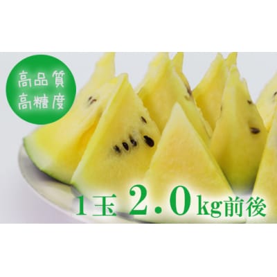 【数量限定】江本農園 夏の小玉アンテナスイカ 1玉ギフト箱 黄  em-0025