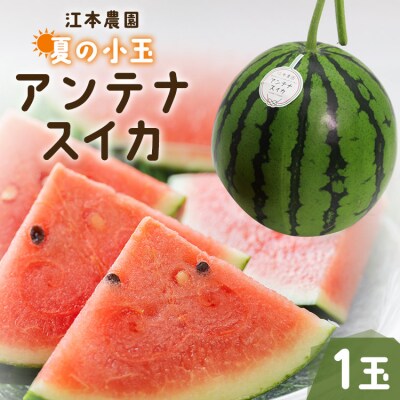 小玉スイカ 1玉 アンテナスイカ 【数量限定】 江本農園 夏 em-0028
