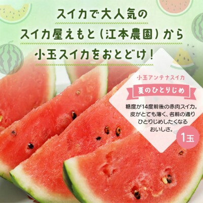 【数量限定】江本農園 夏の小玉アンテナスイカ 1玉ギフト箱 赤 em-0028